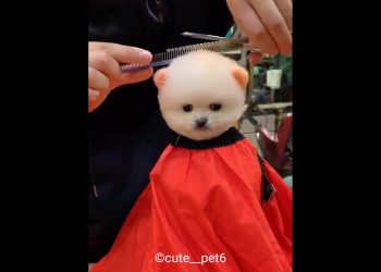 cute puppy hair cutting short video #shorts
