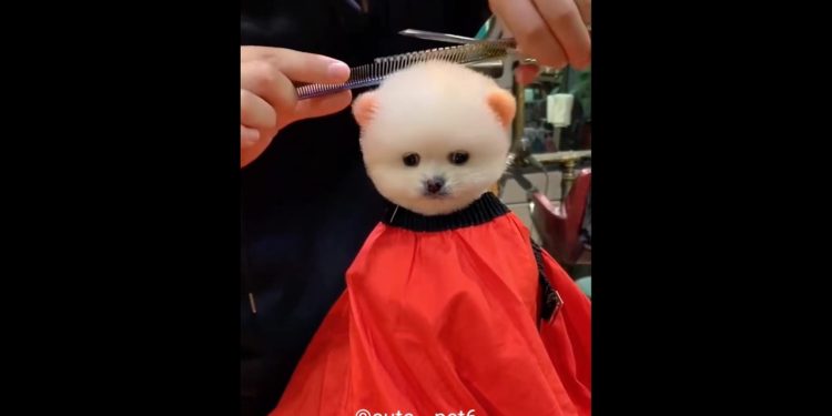 cute puppy hair cutting short video #shorts
