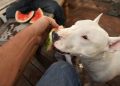 10 Best Raw Dog Food Brands for Bull Terriers