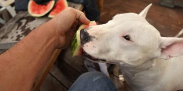 10 Best Raw Dog Food Brands for Bull Terriers 10 Best Raw Dog Food Brands for Bull Terriers
