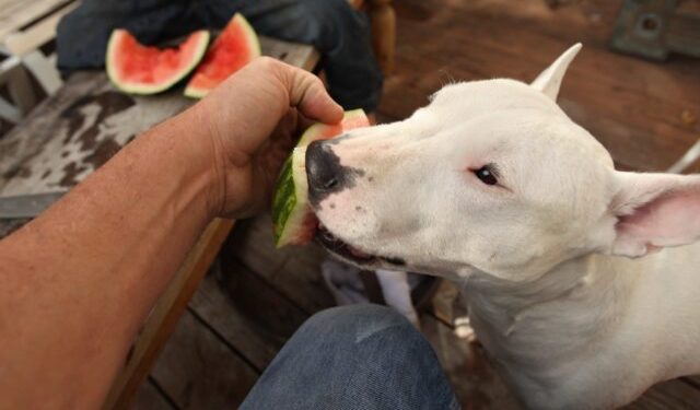 10 Best Raw Dog Food Brands for Bull Terriers 10 Best Raw Dog Food Brands for Bull Terriers