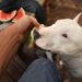 10 Best Raw Dog Food Brands for Bull Terriers