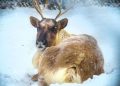 Adopt a reindeer | Freedom for Animals Adopt a reindeer | Freedom for Animals