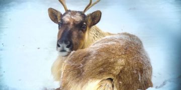 Adopt a reindeer | Freedom for Animals Adopt a reindeer | Freedom for Animals