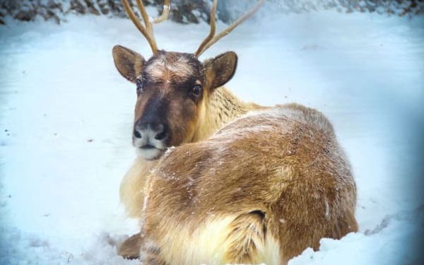 Adopt a reindeer | Freedom for Animals