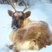 Adopt a reindeer | Freedom for Animals