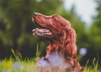 Are You Ready to Welcome a Puppy into Your Home? Here’s What You Need to Know