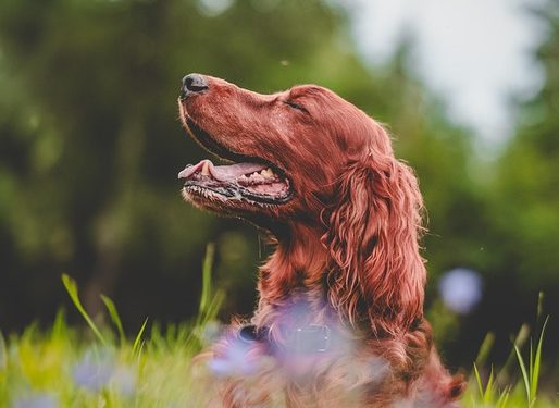 Are You Ready to Welcome a Puppy into Your Home? Here’s What You Need to Know