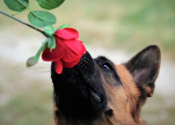 Barking Up the Right Tree: 10 Proven Techniques for Effective Dog Training