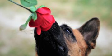 Barking Up the Right Tree: 10 Proven Techniques for Effective Dog Training