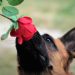 Barking Up the Right Tree: 10 Proven Techniques for Effective Dog Training Barking Up the Right Tree: 10 Proven Techniques for Effective Dog Training