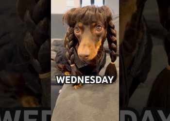 DEAD DANCE #minidachshund #dance #dachshundpuppy #dachshund #puppy #cutedog #funnydog #cute #dog