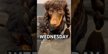 DEAD DANCE #minidachshund #dance #dachshundpuppy #dachshund #puppy #cutedog #funnydog #cute #dog