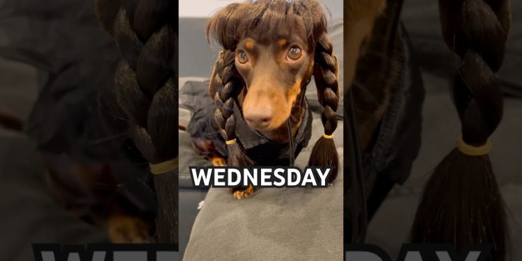 DEAD DANCE #minidachshund #dance #dachshundpuppy #dachshund #puppy #cutedog #funnydog #cute #dog