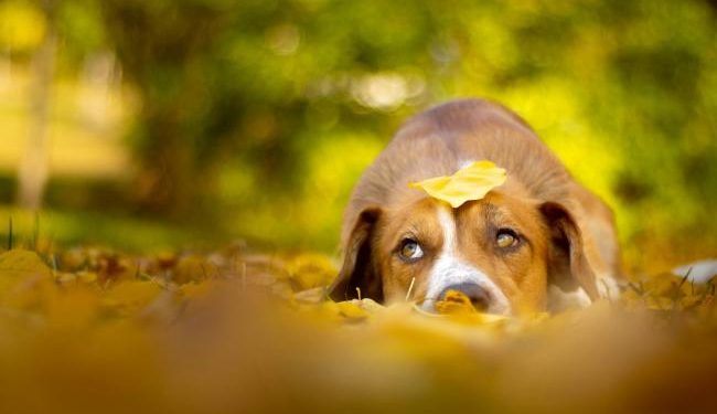 Deadly scary for animals: will the EU rethink its fireworks rules?