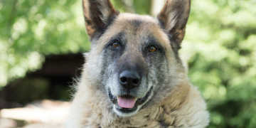 Do Senior Dogs Like Dog Daycare?