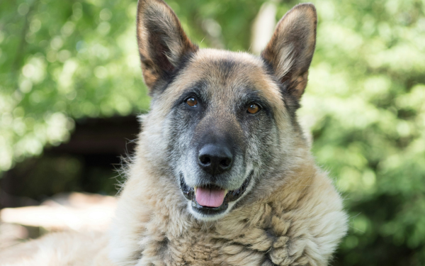Do Senior Dogs Like Dog Daycare?