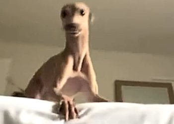 Dog thinks she’s in a pinball machine