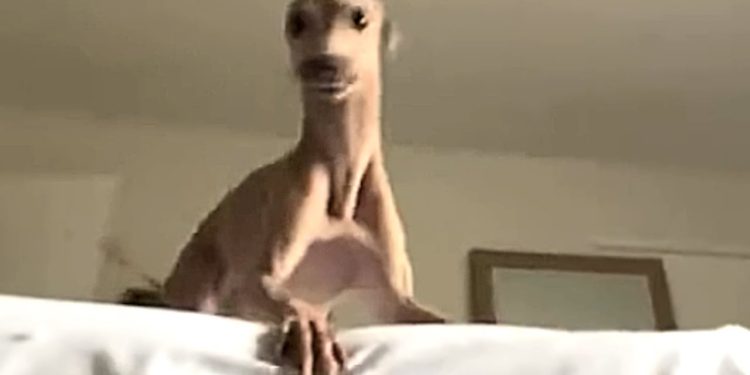 Dog thinks she’s in a pinball machine Dog thinks she’s in a pinball machine