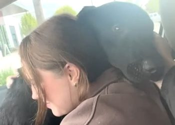 Dog’s emotional response to freedom from shelter