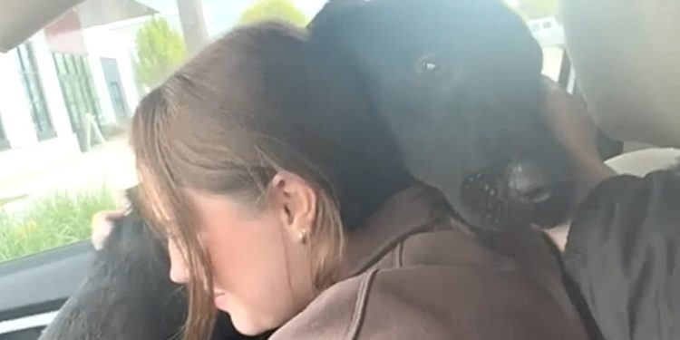 Dog’s emotional response to freedom from shelter Dog’s emotional response to freedom from shelter