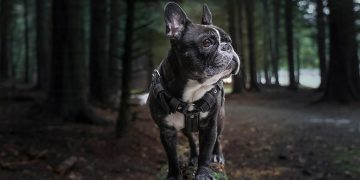 Expert Tips for Training Your New Puppy