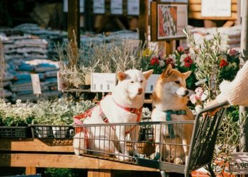 Fake Service Dogs Create Real Problems for People who Depend on Service Animals