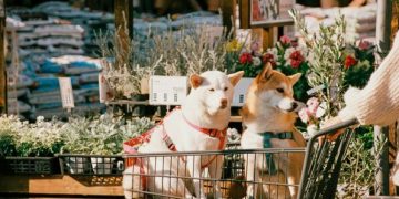 Fake Service Dogs Create Real Problems for People who Depend on Service Animals