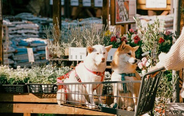 Fake Service Dogs Create Real Problems for People who Depend on Service Animals