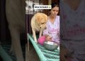 Ghar ki bakri 😂 || labra rubi || #shorts #youtubeshorts #labrador #dog #funny #memes #viralshort Ghar ki bakri 😂 || labra rubi || #shorts #youtubeshorts #labrador #dog #funny #memes #viralshort