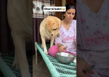 Ghar ki bakri 😂 || labra rubi || #shorts #youtubeshorts #labrador #dog #funny #memes #viralshort