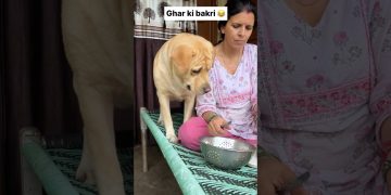 Ghar ki bakri 😂 || labra rubi || #shorts #youtubeshorts #labrador #dog #funny #memes #viralshort