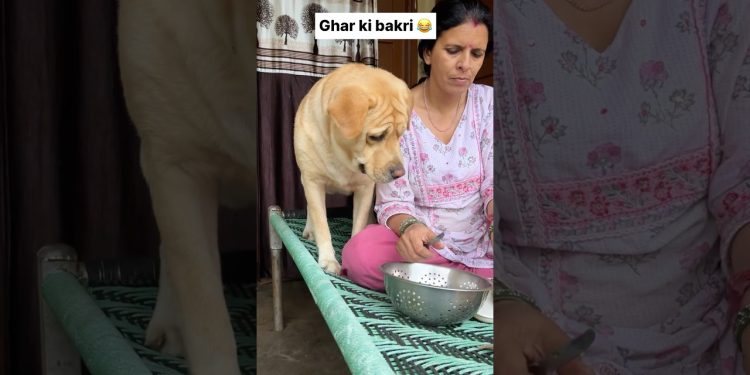 Ghar ki bakri 😂 || labra rubi || #shorts #youtubeshorts #labrador #dog #funny #memes #viralshort
