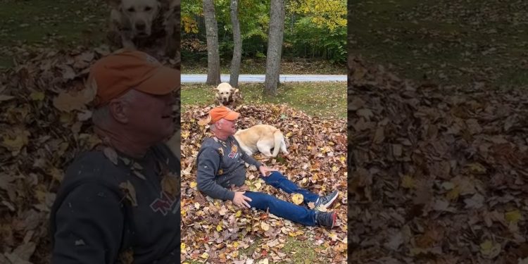 Grandpa Makes Dog So Happy 🐶❤️ Grandpa Makes Dog So Happy 🐶❤️
