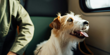 Holiday Travel Prep: Tips for Stress-Free Trips with Your Dog Holiday Travel Prep: Tips for Stress-Free Trips with Your Dog
