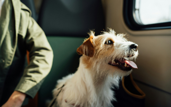 Holiday Travel Prep: Tips for Stress-Free Trips with Your Dog Holiday Travel Prep: Tips for Stress-Free Trips with Your Dog