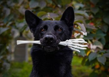 How to Choose the Perfect Puppy for Your Family