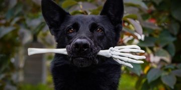 How to Choose the Perfect Puppy for Your Family