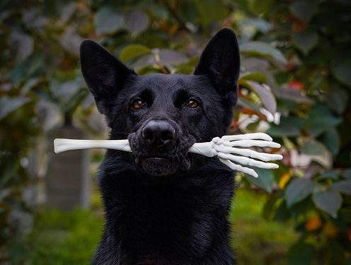 How to Choose the Perfect Puppy for Your Family How to Choose the Perfect Puppy for Your Family