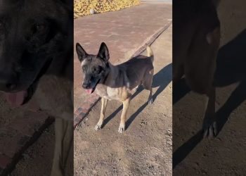 Incredible Dog Saves the Moment #pets #dog #shorts