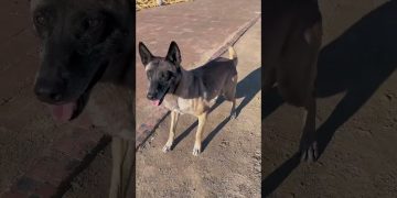 Incredible Dog Saves the Moment #pets #dog #shorts Incredible Dog Saves the Moment #pets #dog #shorts