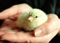 Italy to end killing of male chicks in the egg industry by end of 2026