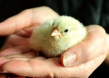 Italy to end killing of male chicks in the egg industry by end of 2026