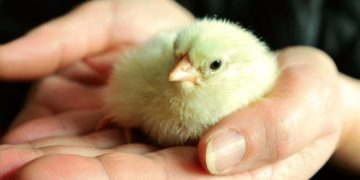 Italy to end killing of male chicks in the egg industry by end of 2026
