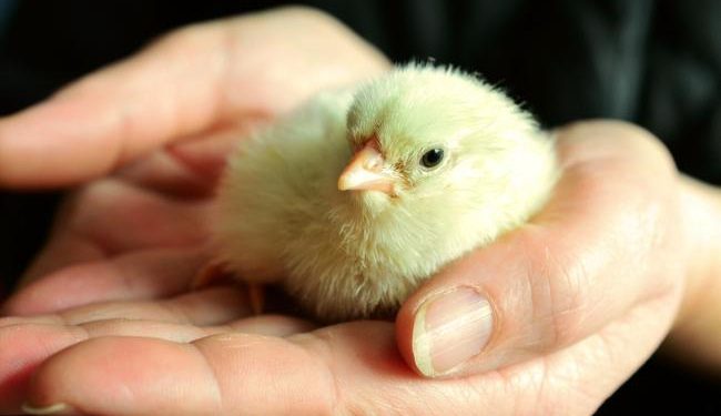Italy to end killing of male chicks in the egg industry by end of 2026