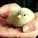 Italy to end killing of male chicks in the egg industry by end of 2026 Italy to end killing of male chicks in the egg industry by end of 2026
