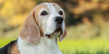 LAV launches a campaign for innovative, safe and ethical non-animal science