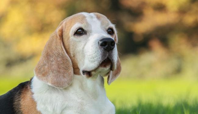 LAV launches a campaign for innovative, safe and ethical non-animal science