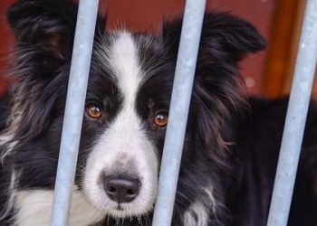 Man Tragically Dies While Trying to Save Dog Trapped on Ice