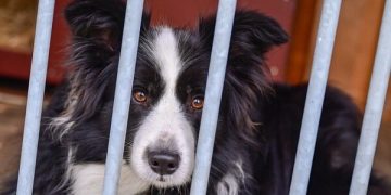 Man Tragically Dies While Trying to Save Dog Trapped on Ice Man Tragically Dies While Trying to Save Dog Trapped on Ice